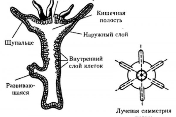 Наркоплощадки кракен