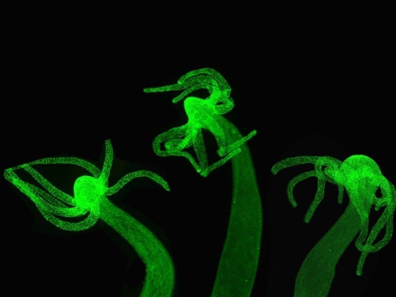 Кракен онион сайт io